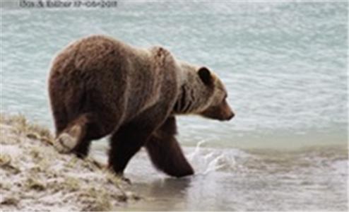 Bear Corner Adventures Bed & Bale Hotel โกลเดน ภายนอก รูปภาพ